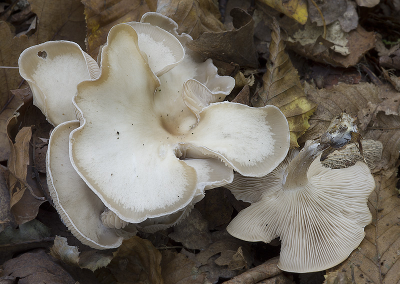 Clitocybe metachroa